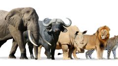 Dunning Kruger diaries what I thought I knew about MLF Adobe Stock