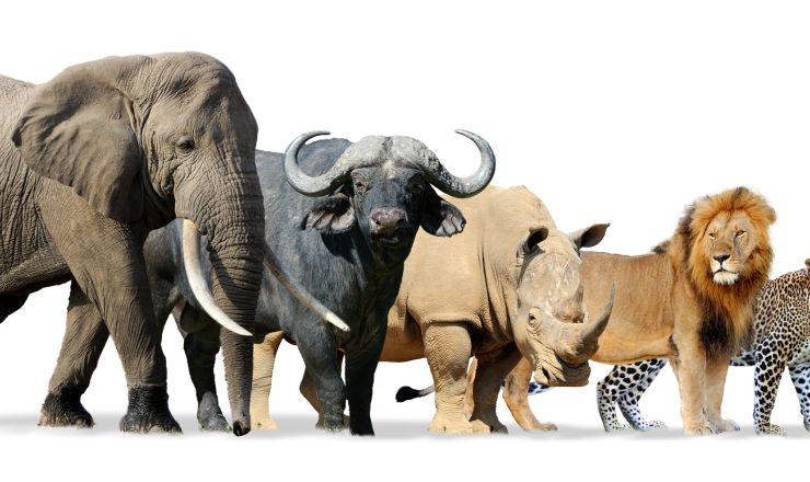 Dunning Kruger diaries what I thought I knew about MLF Adobe Stock