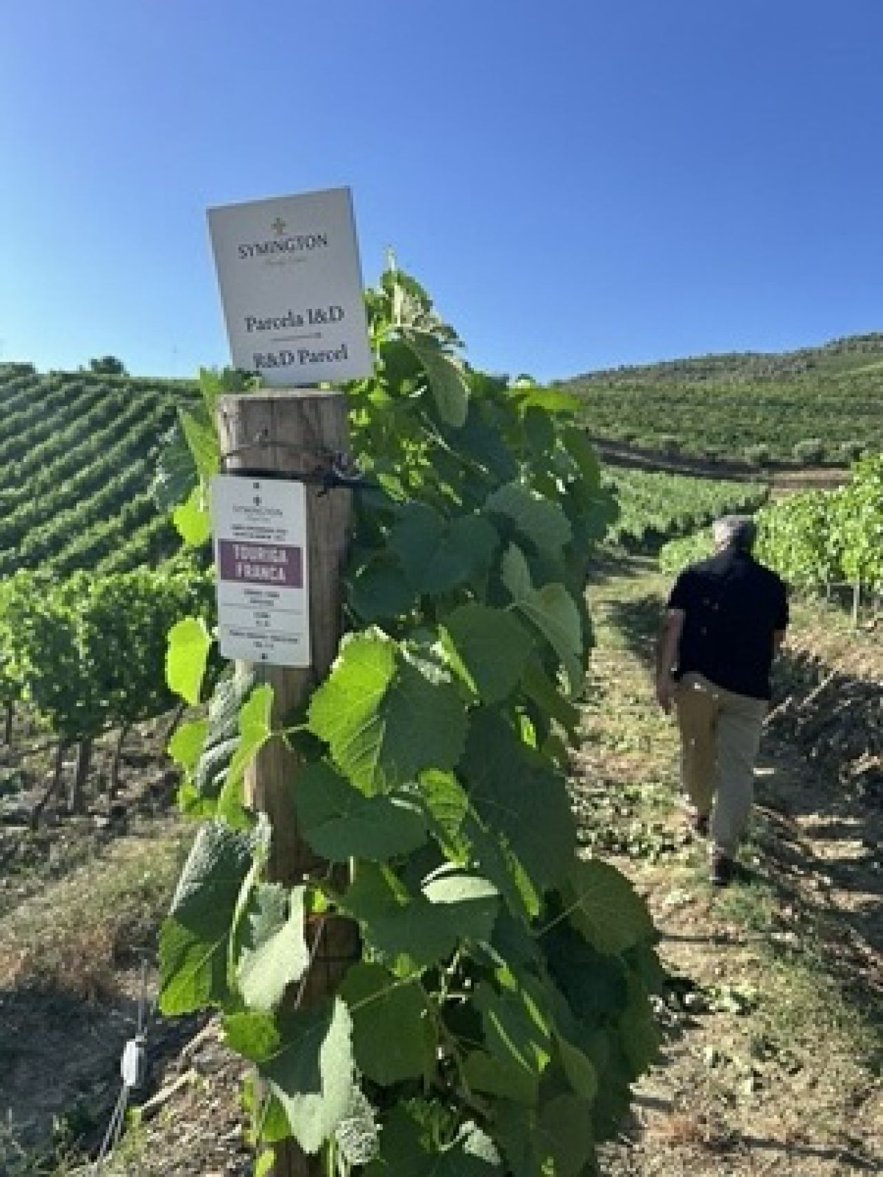In the vineyard Photo 4 1