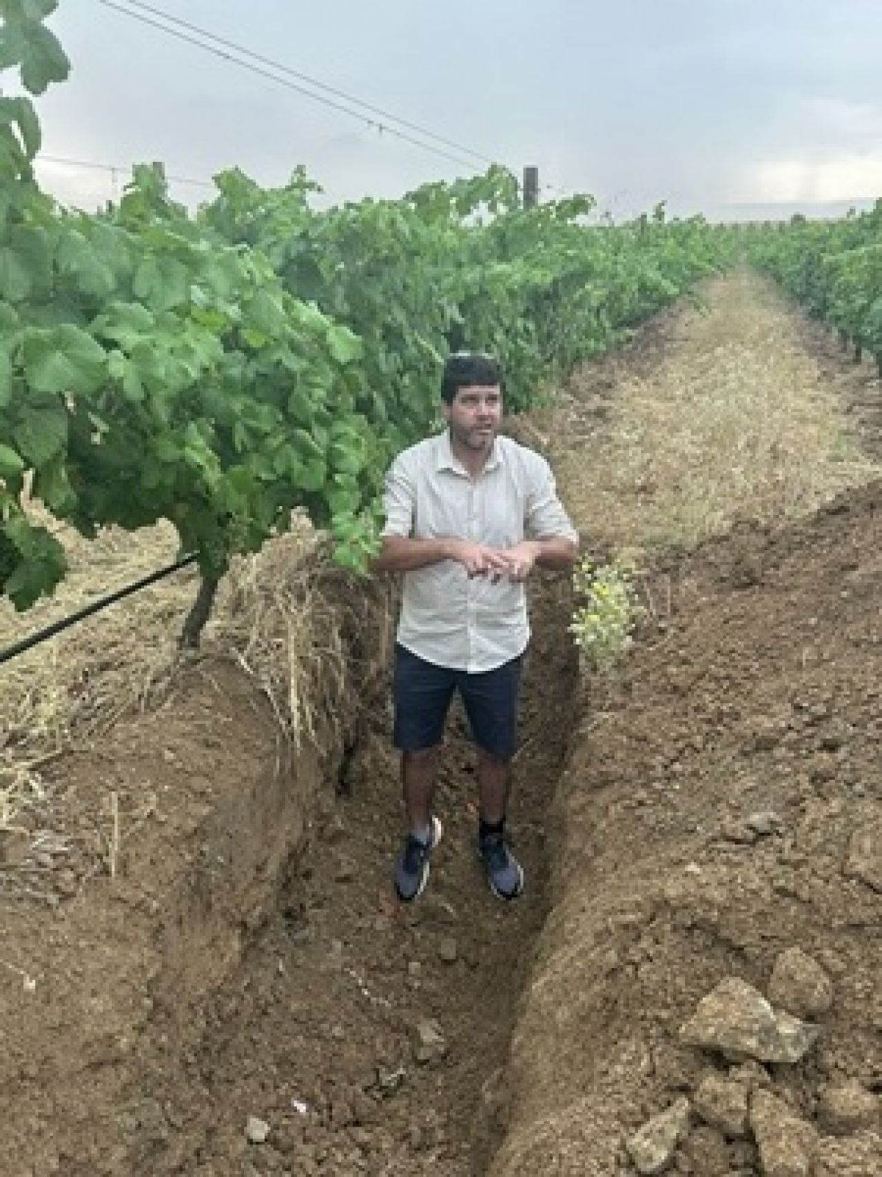 In the vineyard Photo 9 1