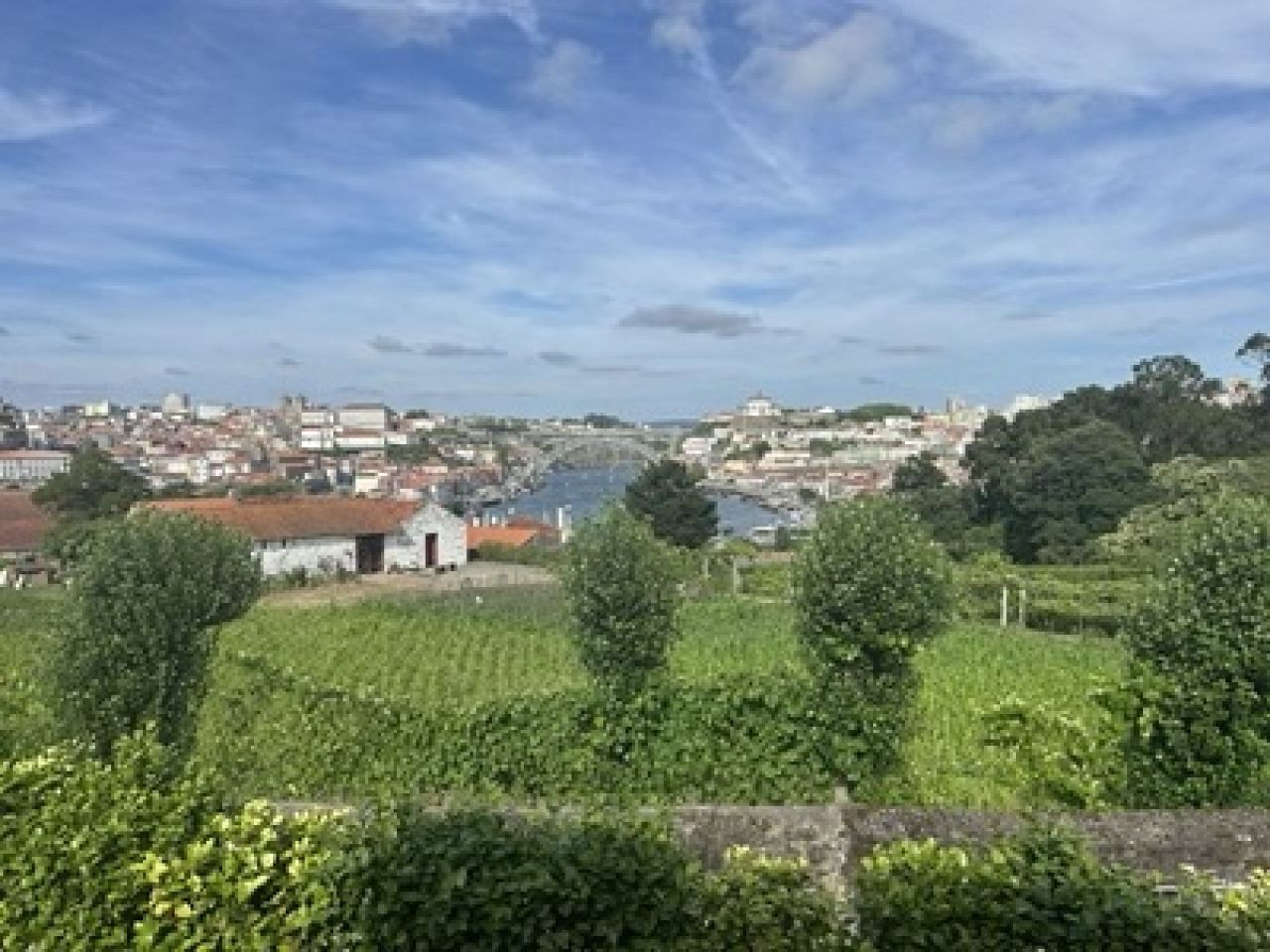 In the vineyard Photo 3 1
