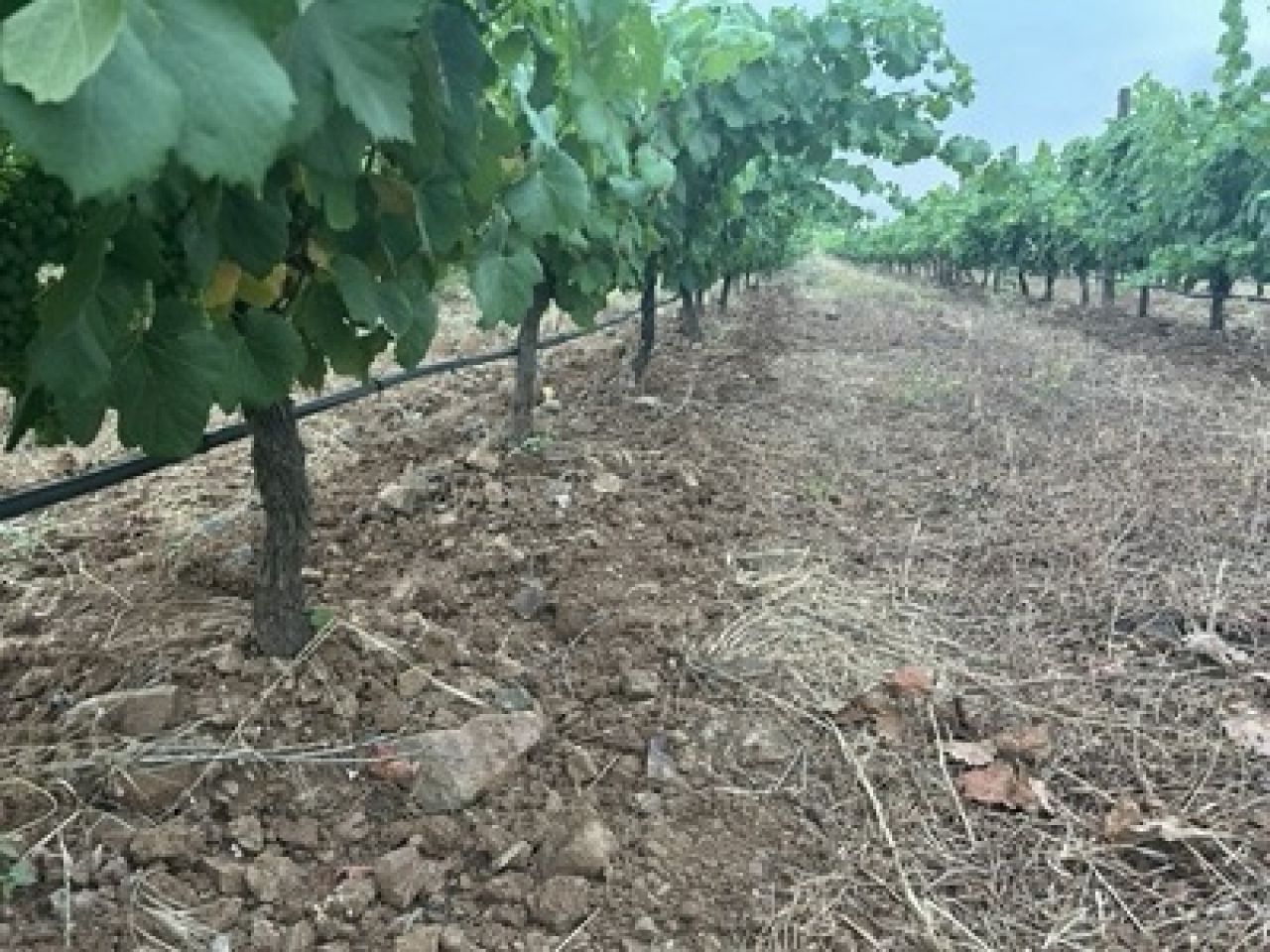 In the vineyard Photo 8 1
