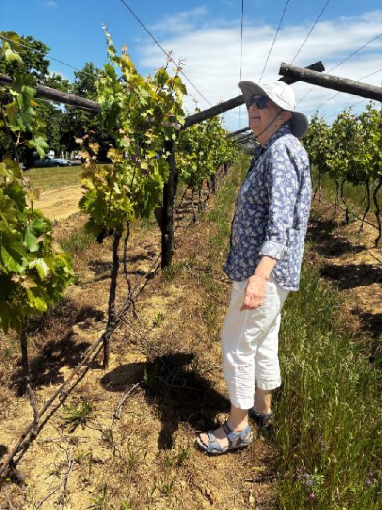 Dr Phyllis Burger vineyard