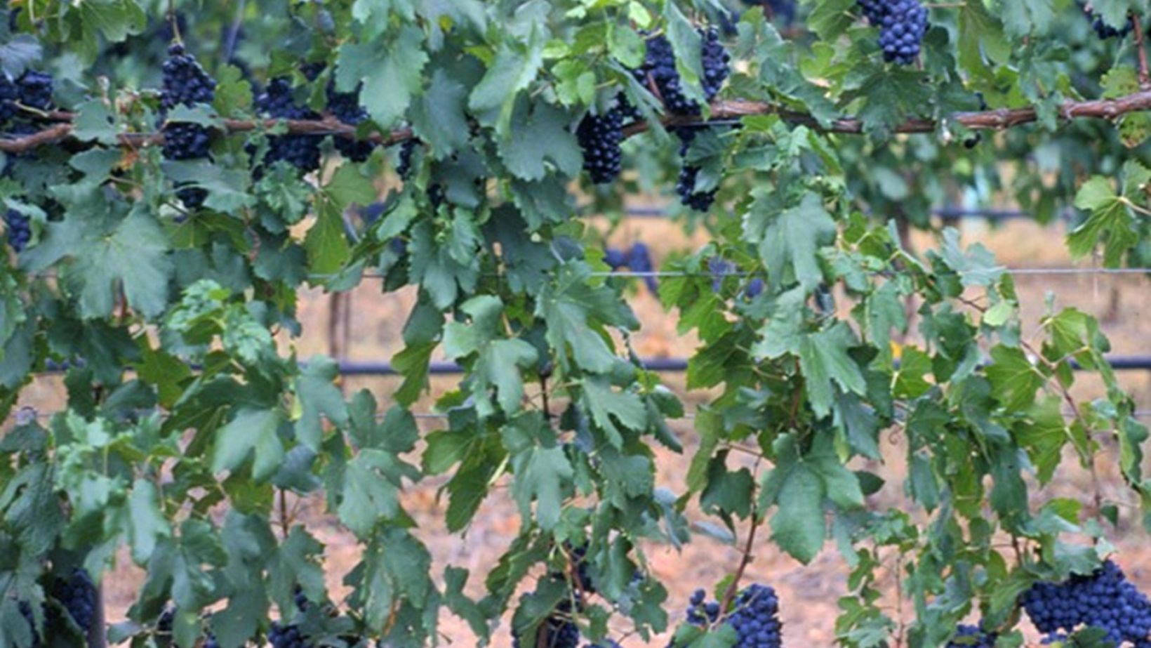Irrigation strategy trellis system Part 2