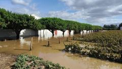 Flood