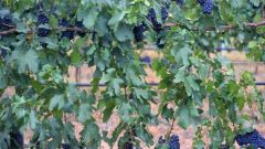Irrigation strategy trellis system Part 3