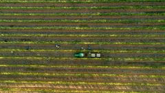 Tokara estate during harvesting 2026 feature