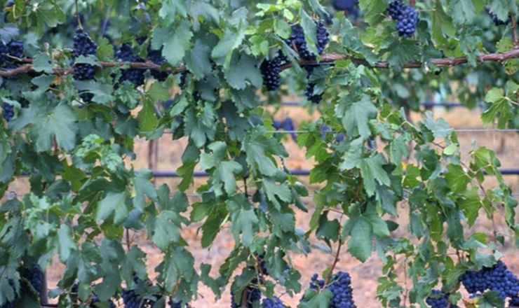 Irrigation strategy trellis system Part 3
