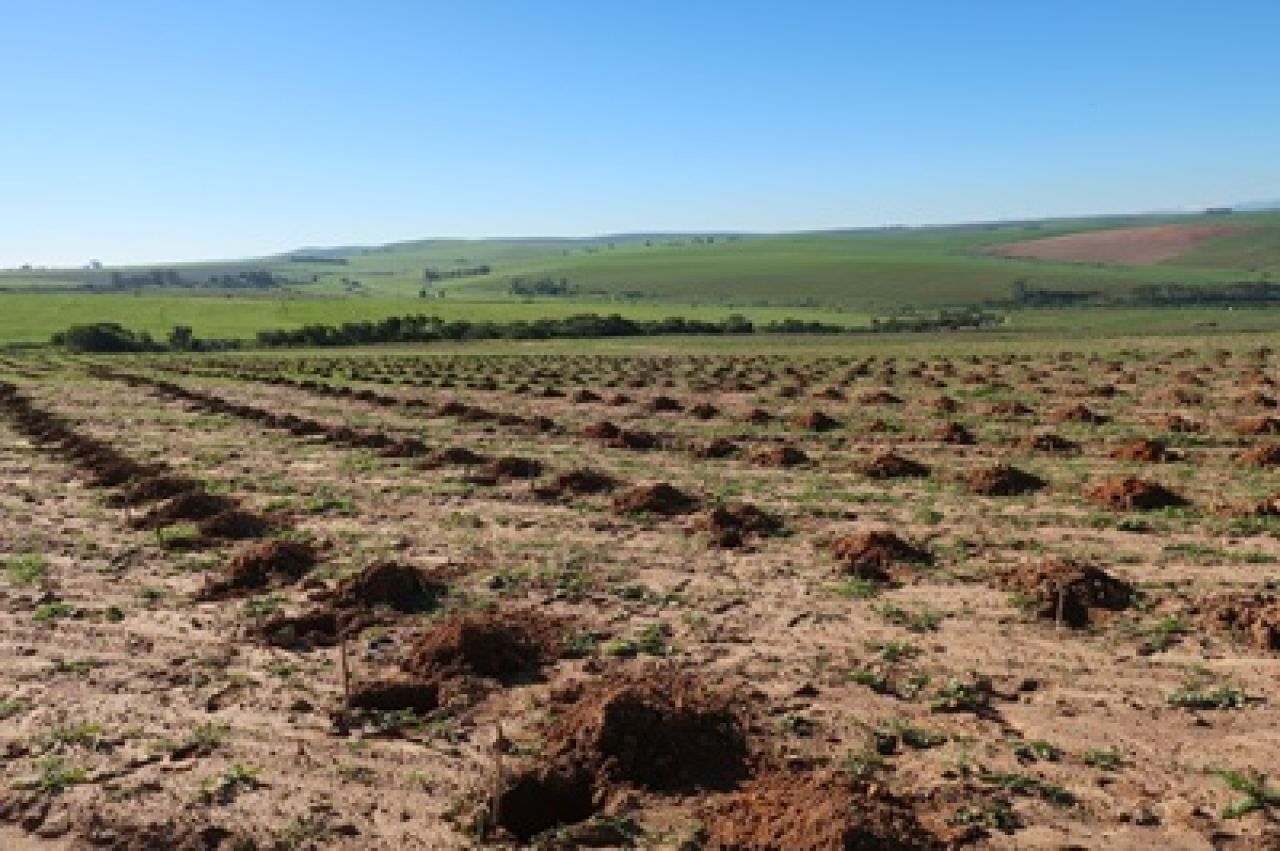 Drought tolerance of different scion cultivars Part 1 Figure 4