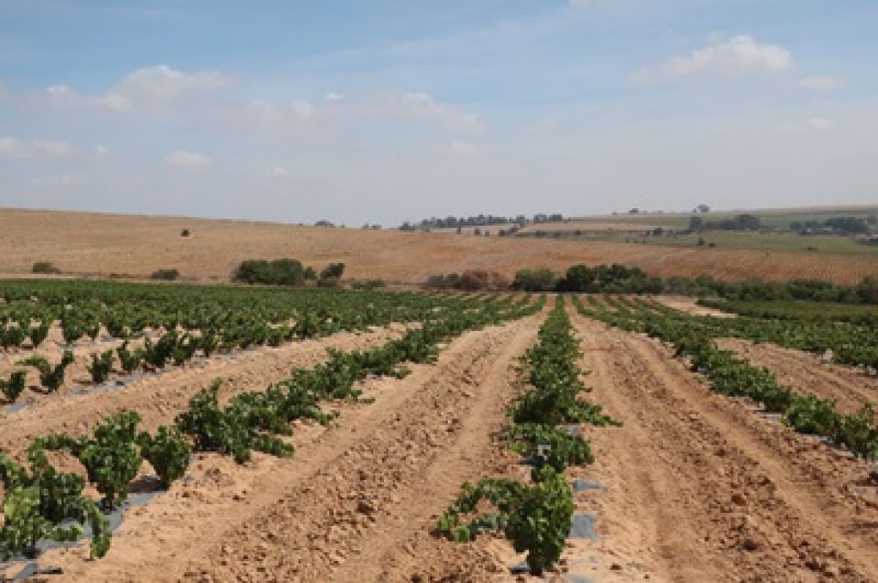 Drought tolerance of different scion cultivars Part 1 Figure 5