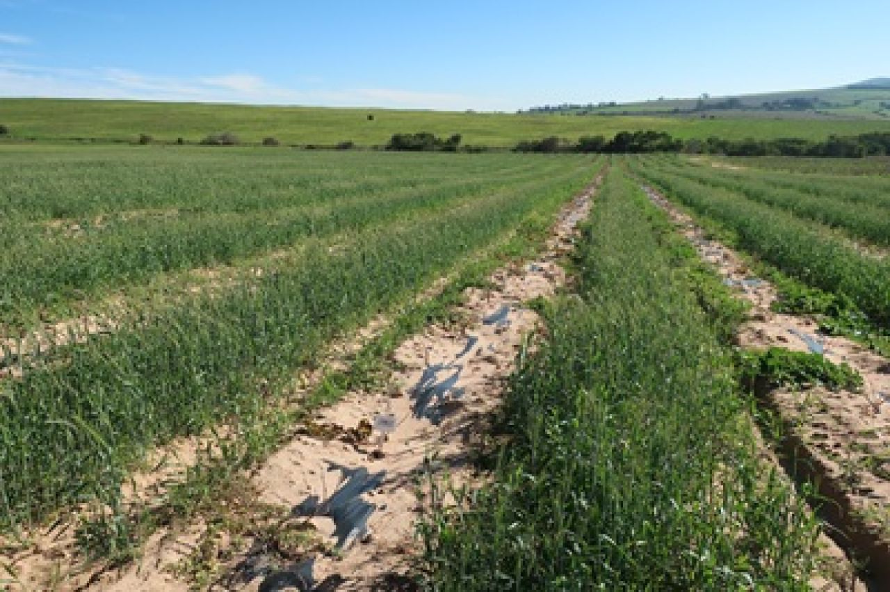 Drought tolerance of different scion cultivars Part 1 Figure 6
