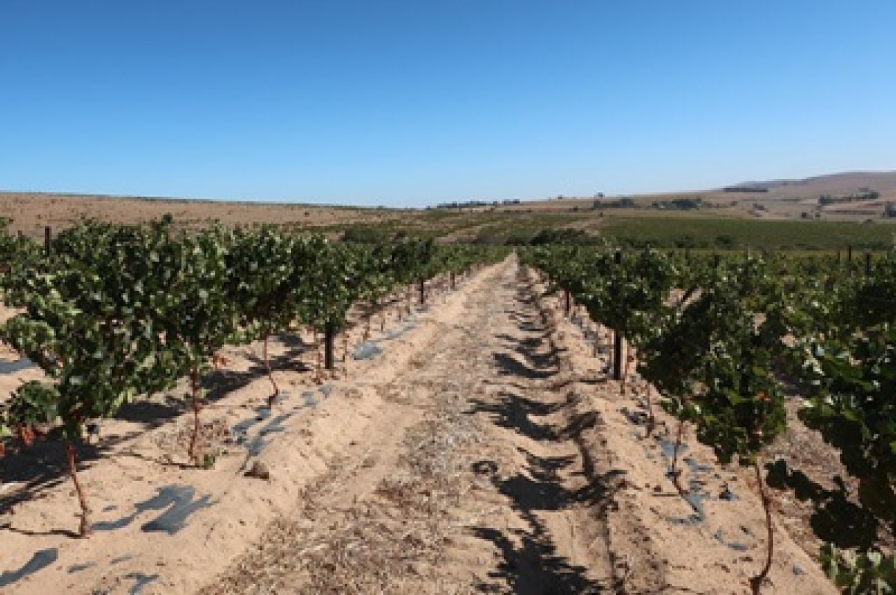 Drought tolerance of different scion cultivars Part 1 Figure 7