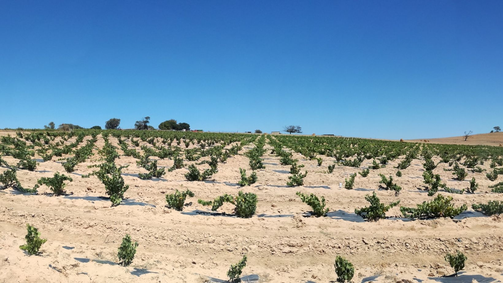 Drought tolerance