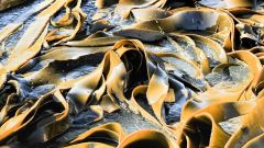 Afri Kelp 1500x630