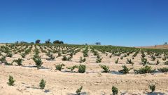 Drought tolerance of different scion cultivars Part 1