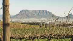 Mellish Family Vineyards