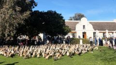 Vergenoegd