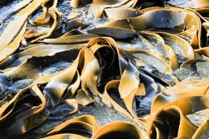 Afri Kelp 1500x630