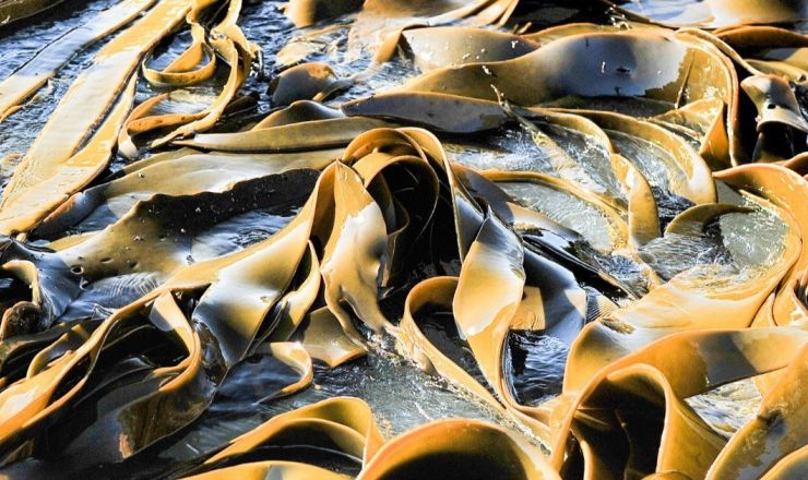 Afri Kelp 1500x630