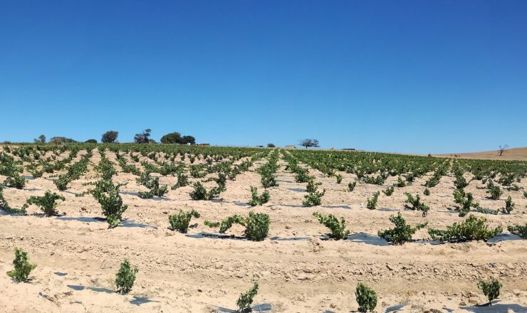 Drought tolerance of different scion cultivars Part 1