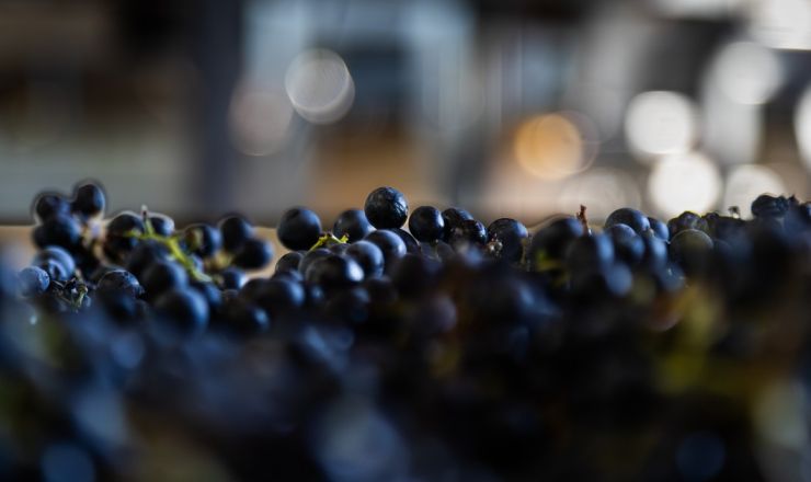 Tokara Grapes feature 1500