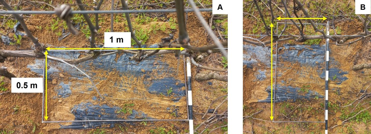 Drought tolerance of different scion cultivars Part 2 Figure 7