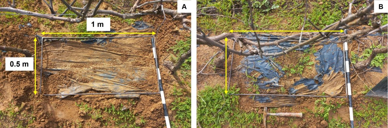 Drought tolerance of different scion cultivars Part 2 Figure 8