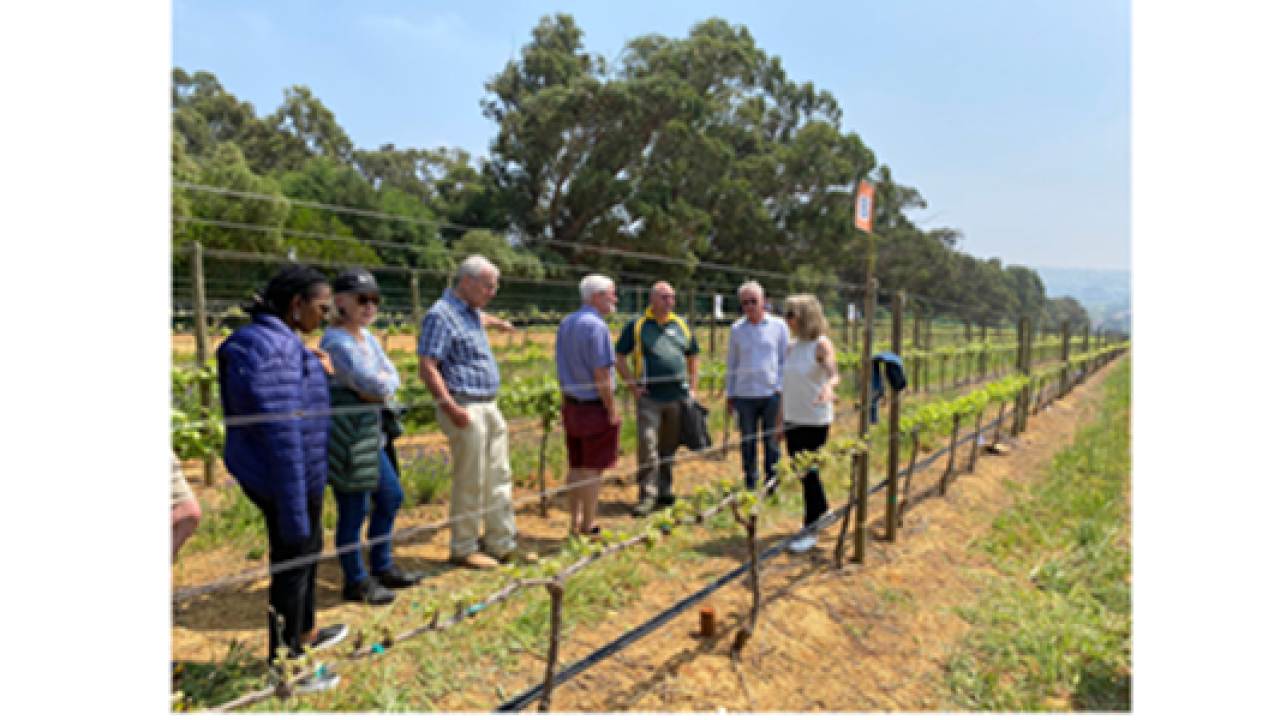 Quality grapes with limited water Figure 5