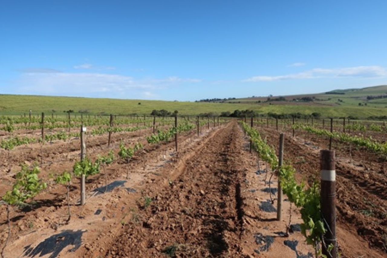 Drought tolerance of different scion cultivars Part 2 Figure 1