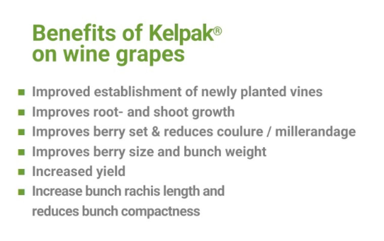 Vine benefits 600