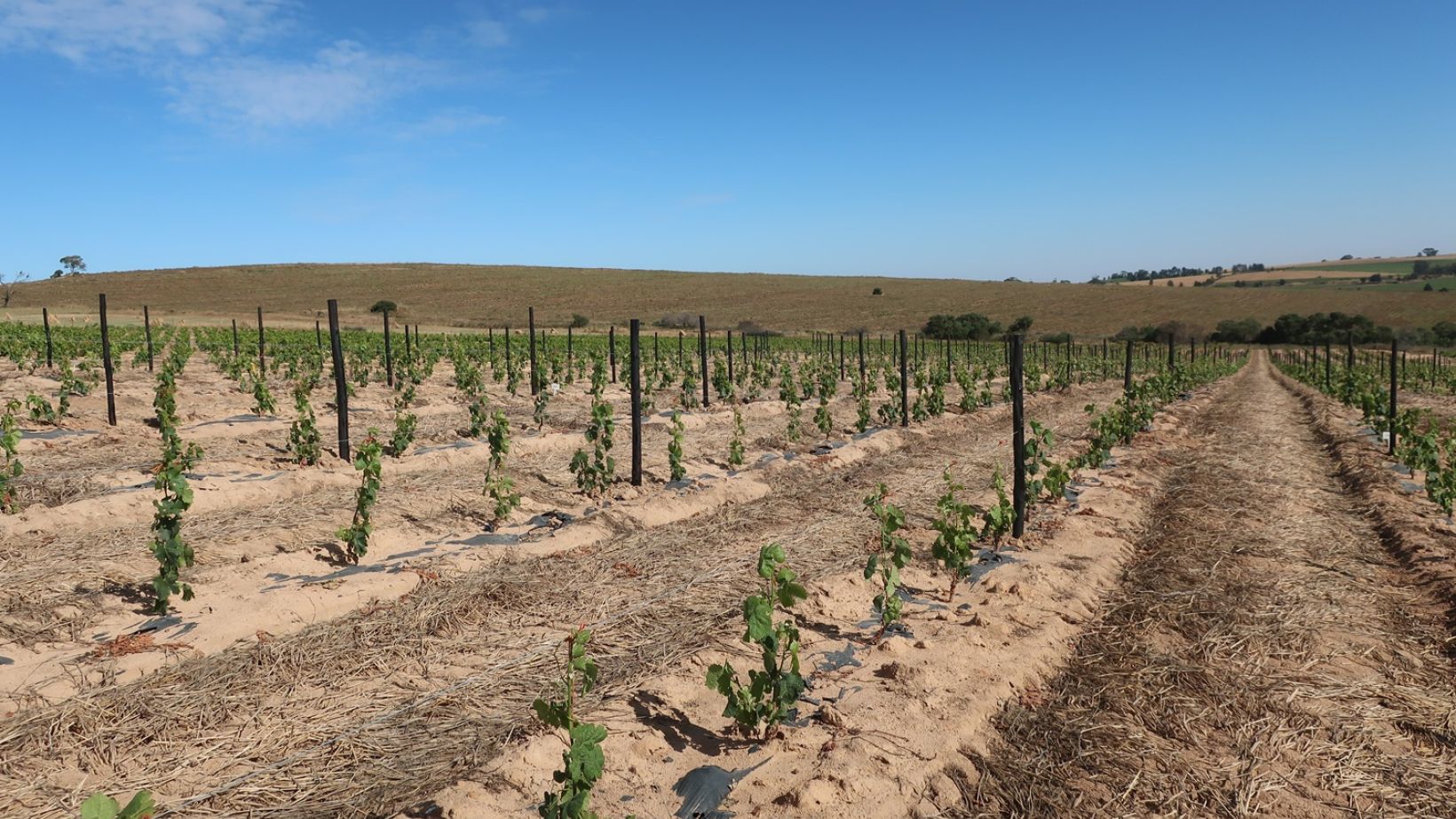 Drought tolerance