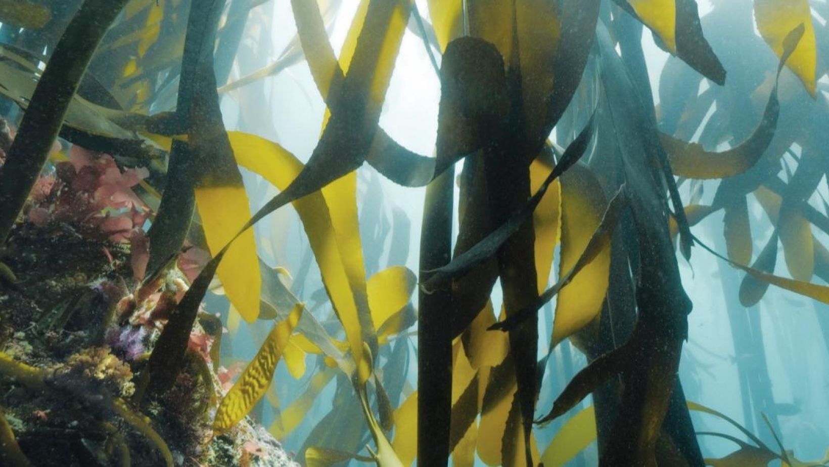 SEAWEED feature 1500