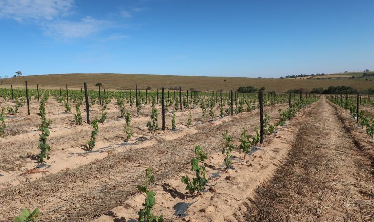 Drought tolerance of different scion cultivars Part 2