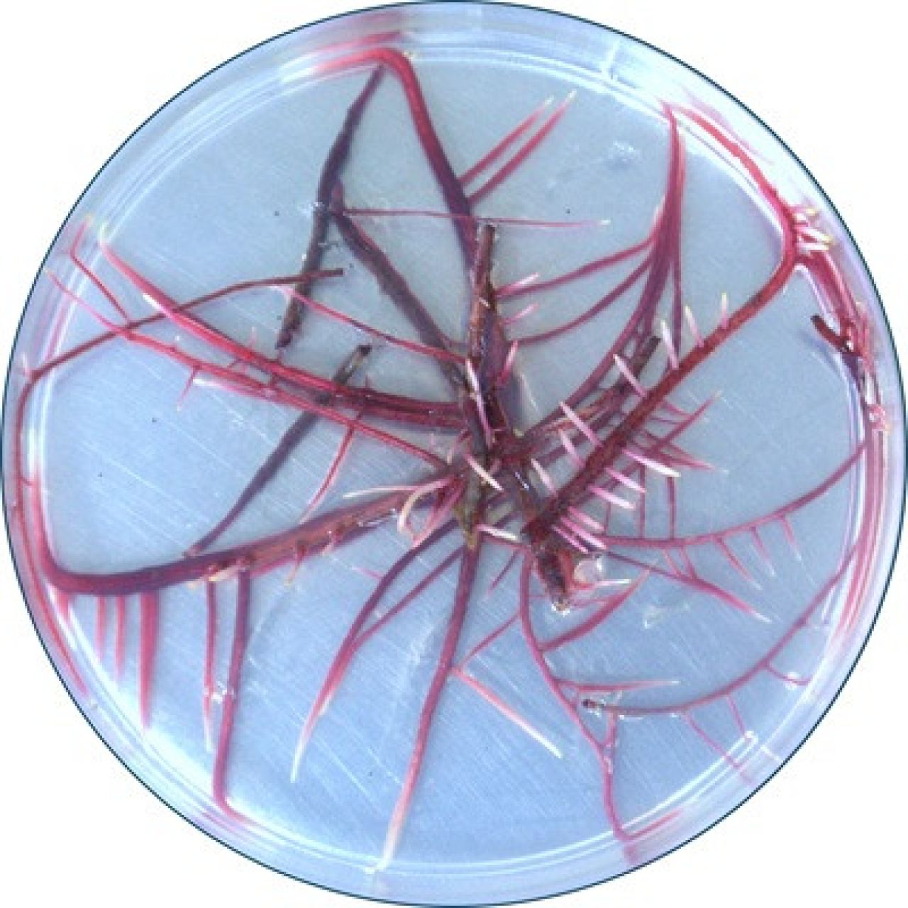 Hairy roots Figure 3