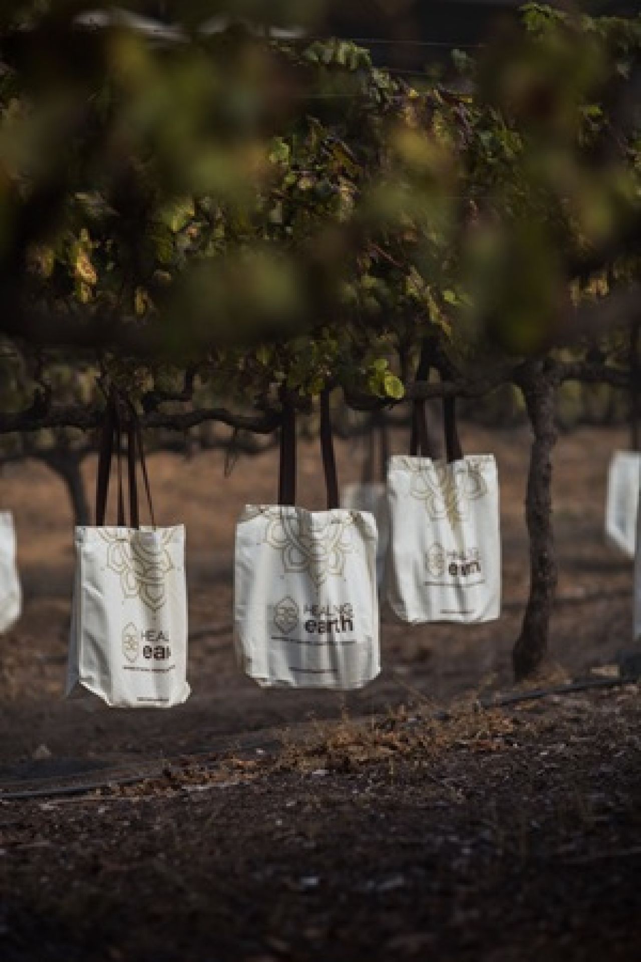 Pinotage 1