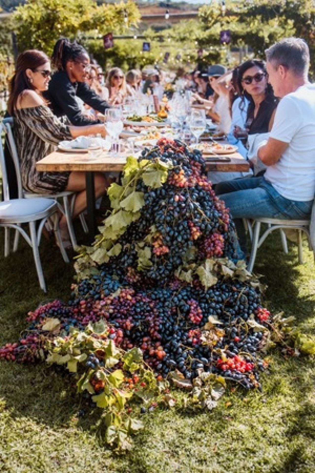 Pinotage 3