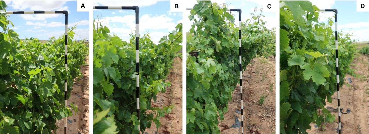 Drought tolerance of different scion cultivars Part 4 Figure 2