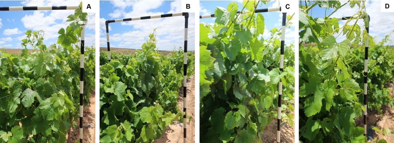 Drought tolerance of different scion cultivars Part 4 Figure 3