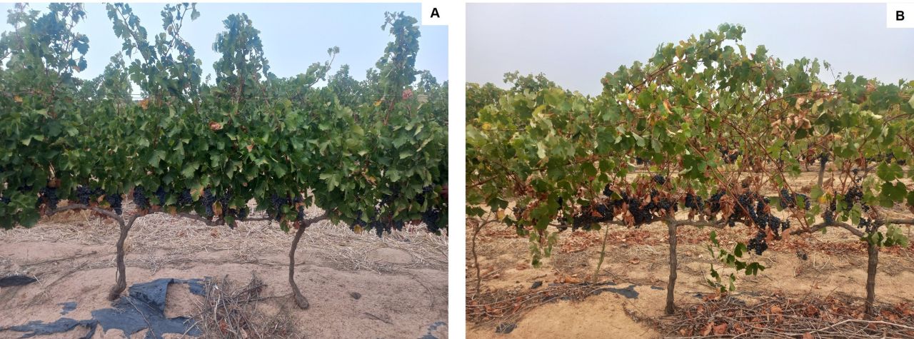 Drought tolerance of different scion cultivars Part 4 Figure 4