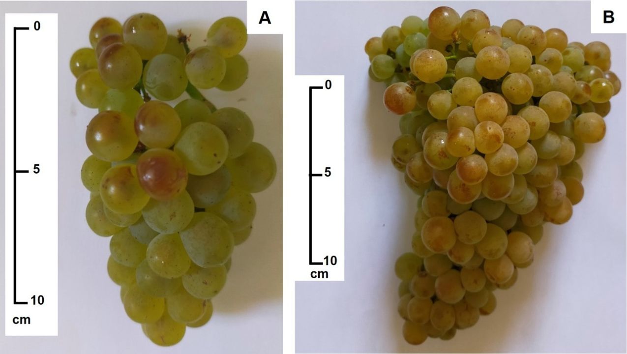Drought tolerance of different scion cultivars Part 4 Figure 10