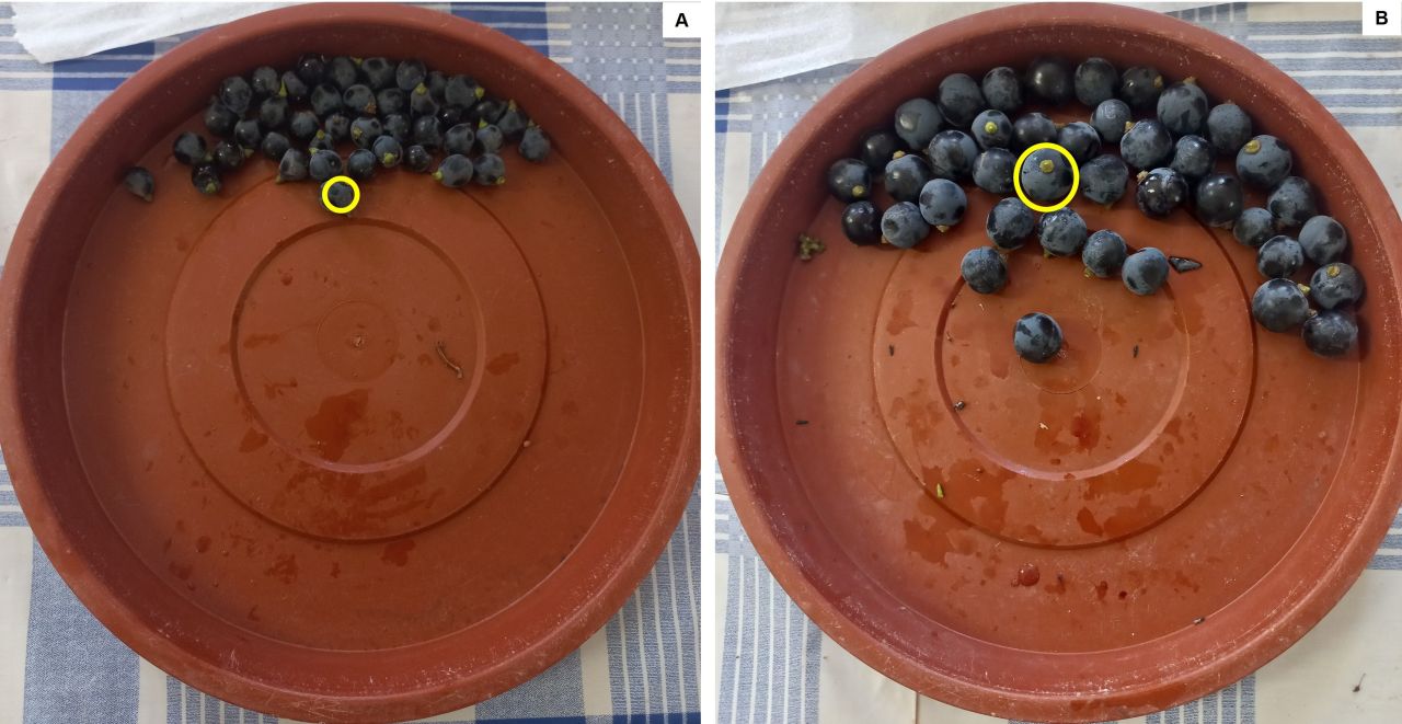 Drought tolerance of different scion cultivars Part 4 Figure 6