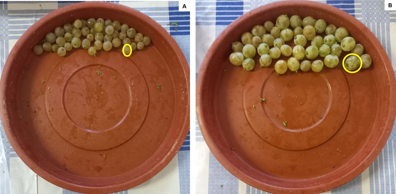 Drought tolerance of different scion cultivars Part 4 Figure 8