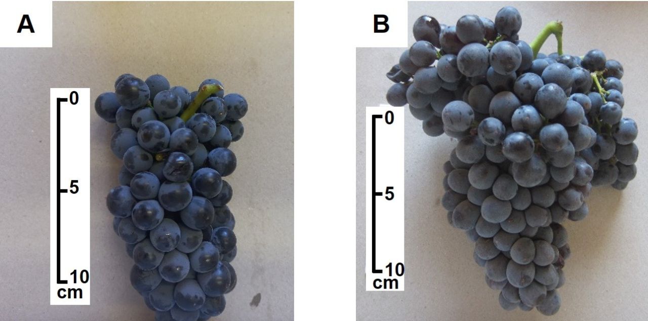 Drought tolerance of different scion cultivars Part 4 Figure 9