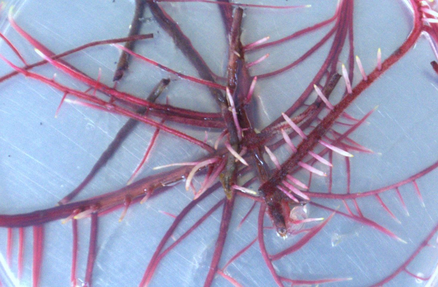 Hairy roots Featured image