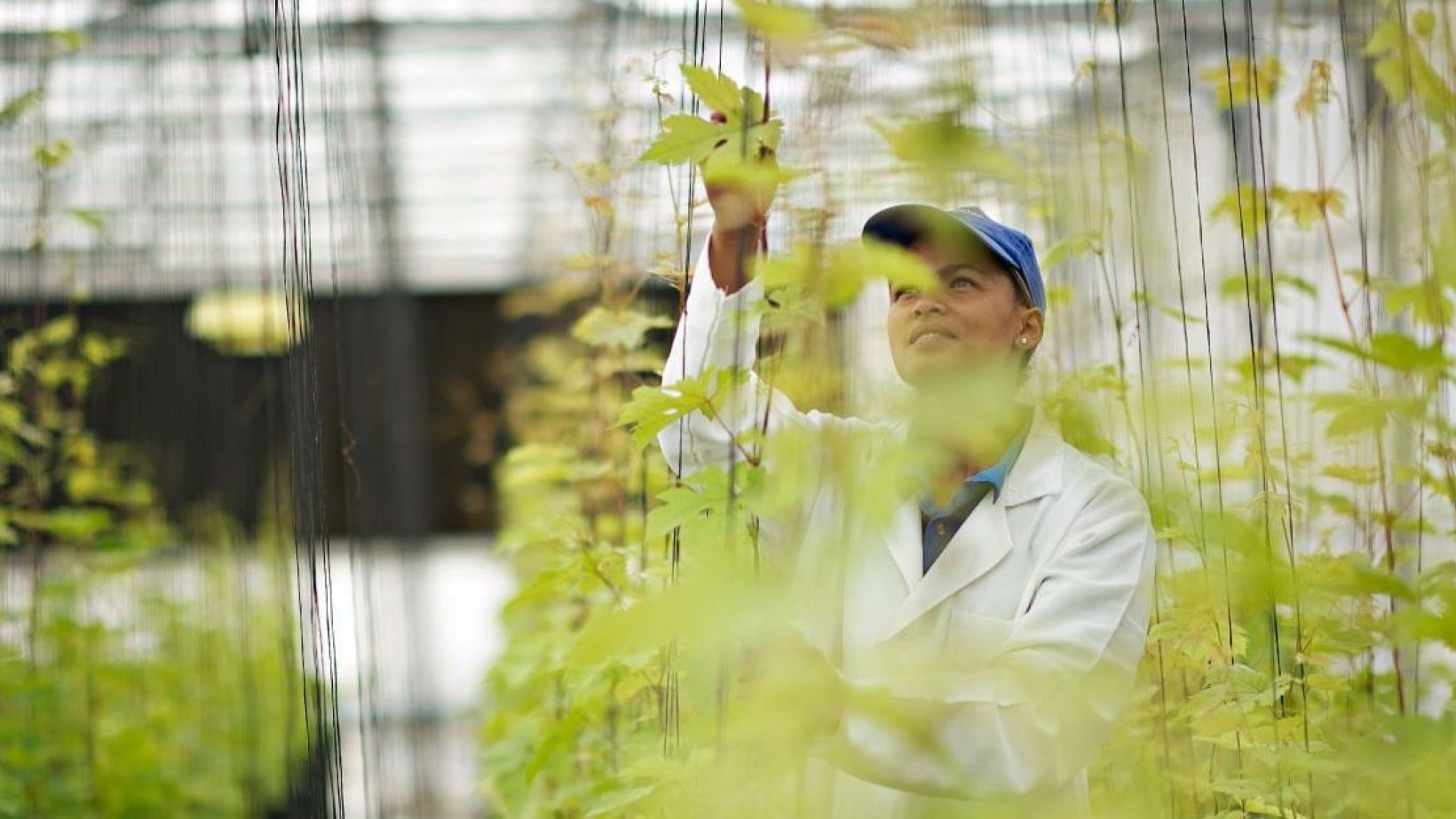 Cultivating new grape varieties in the tunnels of our plant improvement unit