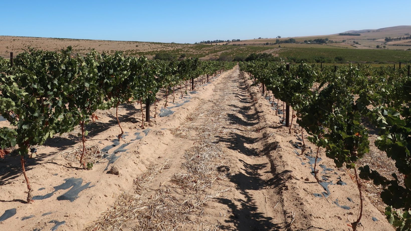 Drought tolerance