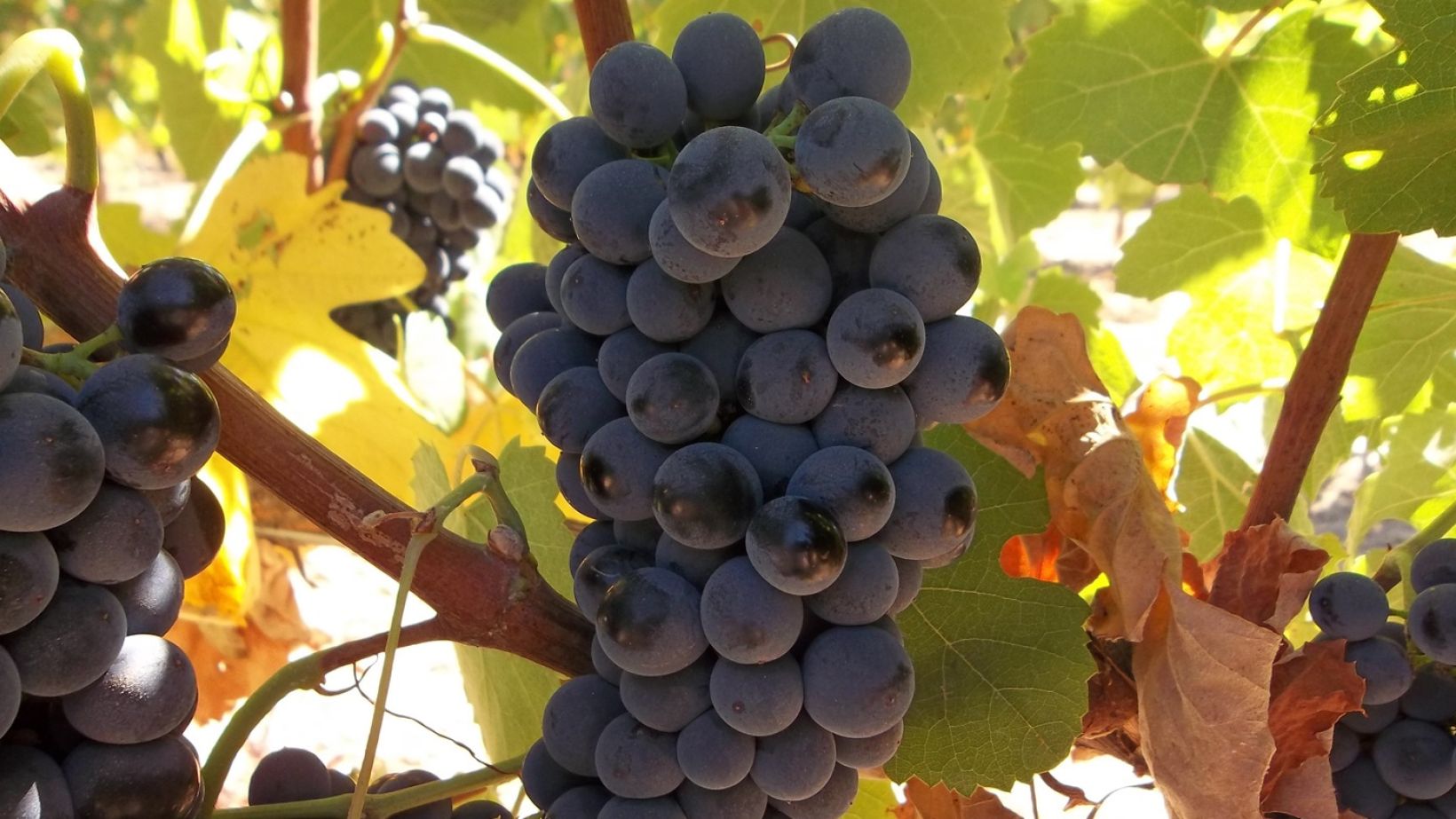 Drought tolerance of different scion cultivars Part 4