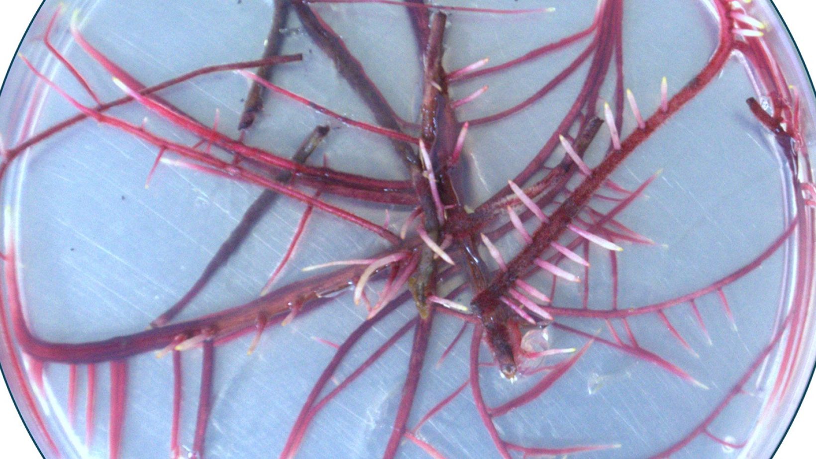 Hairy roots Featured image