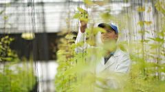 Cultivating new grape varieties in the tunnels of our plant improvement unit