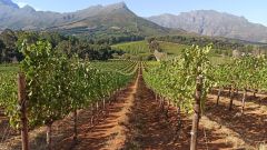 How vine water stress shapes grape wine quality